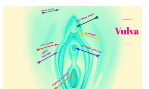 Vulva Labial Hypertrophy