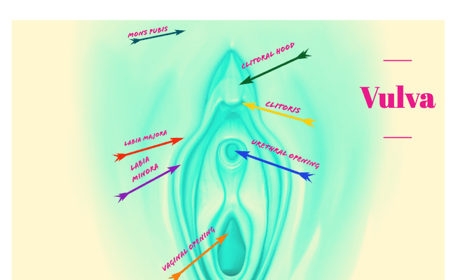 Get to know your vulva!