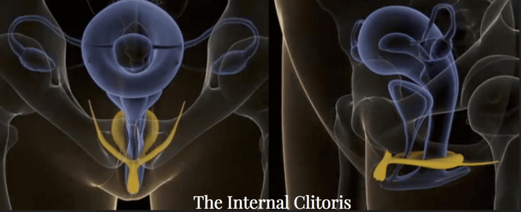 | Internal Clit | FemSculpt™ Cosmetic Gynecology Chicago, IL