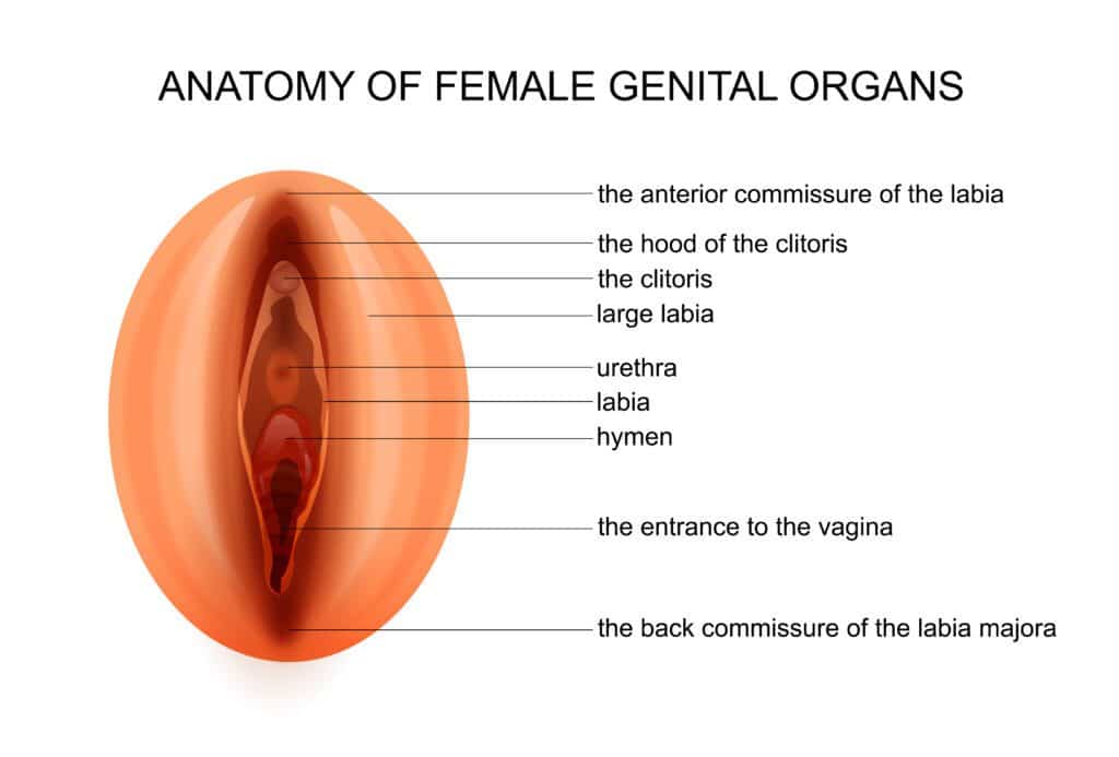 anatomy of female vulva